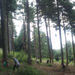 Volunteers Pulling Conifers