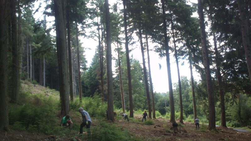 Volunteers Pulling Conifers