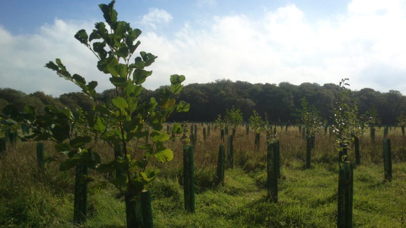 Newly planted woodland