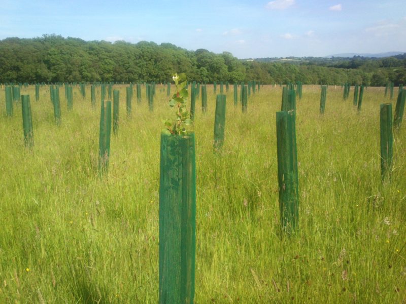 First season growth of newly planted trees